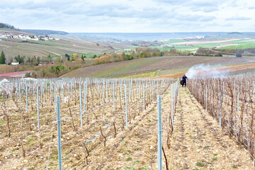 Burning of the vine shoots in the Champagne vineyards