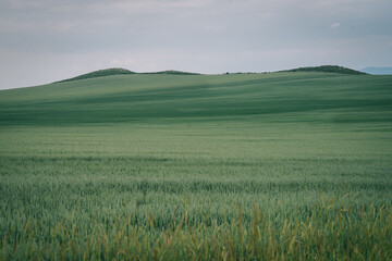 Hill on the green meadow