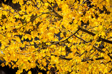 Beautiful selective focus on bright yellow fall leaves on a tree