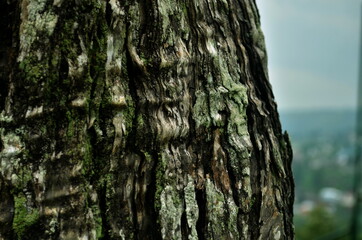 Embossed texture of the bark of oak. old rough wood pattern.