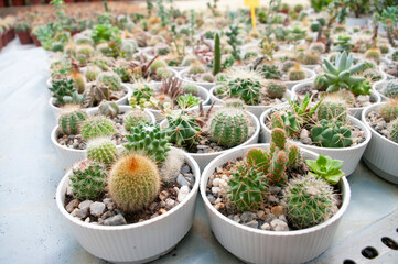 Green cactuses in white pots,botanical background. Decorative. Small garden.