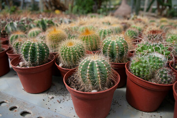 Small cactus plant in pots, flower store. Collection.