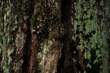 Embossed texture of the bark of oak. old rough wood pattern.