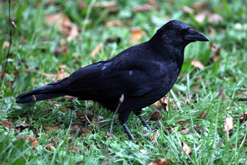 Obraz premium Carrion crow (Corvus corone) Corneille noire
