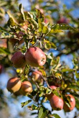 Organic apples hanging on branch of apple tree