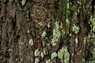 Embossed texture of the bark of oak. old rough wood pattern.
