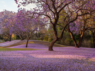 Jacarandas in Bloom in Parkland with Afternoon Light