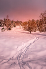 Traces de ski dans la neige