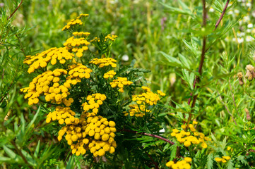 Fototapeta premium Bright flowerses helichrysum in field