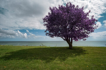 Purple tree on the edge of the cliff