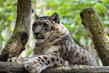 Female Snow leopard, Panthera uncia resting in the branches