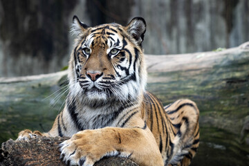 Portrait of a Sumatran Tiger, Panthera tigris sumatrae, resting on a trunk