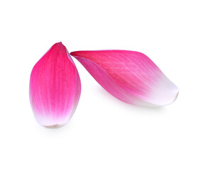Fototapeta na wymiar Pink lotus lobes on a white background