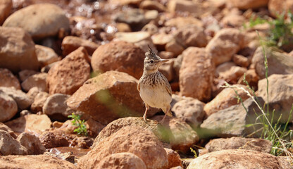 wonderful shots of the endangered Crested Lark bird in a sunny hot weather ( Galerida cristata )