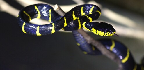 Side View of Cat Snake on The Tree