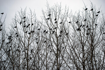 birds in the skye, sweden, stockholm,nacka,sverige