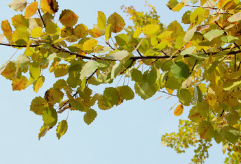 Fototapeta premium autumn leaves against blue sky