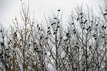 birds in tree