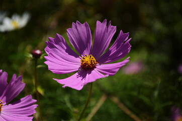 Mixed pics beautiful pink cosmos in natural backdrop blooming close up petals. Close up bright floral of summer in field.