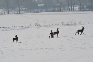 Stado saren na ośnieżonym polu. Deer in the field.