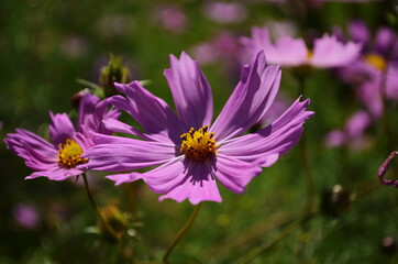 Fototapeta premium Mixed pics beautiful pink cosmos in natural backdrop blooming close up petals. Close up bright floral of summer in field.