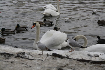 swans on the lake