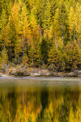 yellow larches reflection in mountain lake