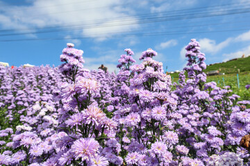 Obraz premium Purple margaret flowers blooming on the mountain in the morning
