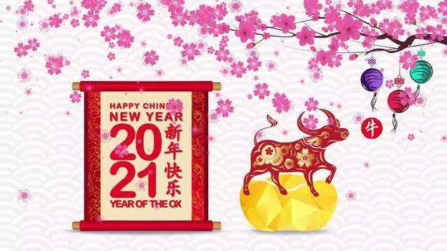 Chinese New Year 2021 festive vector card with scroll and chinese calligraphy (Chinese translation Happy chinese new year 2021, year of ox) 