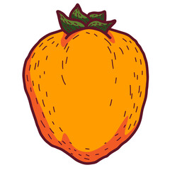 Vector doodle Persimmon. Hand drawn persimmon fruit illustration isolated on white background. Food icon