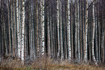 trees in the woods, sweden