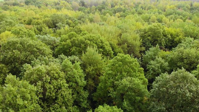 Epic Autumn Forest Aerial Drone View. Aerial View of Autumn Forest. Fall Landscape With Red Yellow Green Trees Swaying. Mixed Forest, Green Conifers, Deciduous Trees Swaying to Wind Nature Landscape