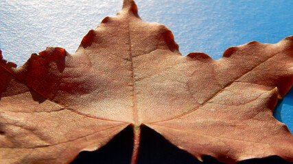  red maple leaf lies on a blue background                              