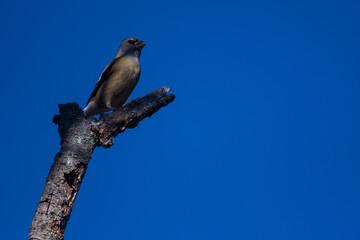 Evening Grosbeak alone on branch