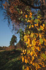 autumn trees on a sunny day