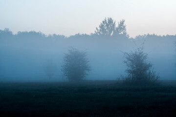 Obraz na płótnie Canvas Silhouettes of trees in the fog. An early morning in a meadow. Blurred view due to heavy mist which was covering everything that surrounds the place.