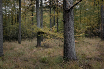 Fall.. Autums. Fall colors. Forest Echten Drenthe Netherlands. Larch tree.