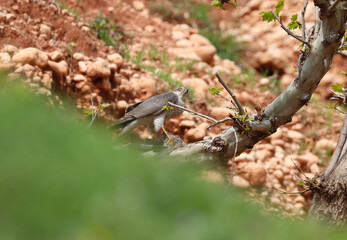 Eurasian Sparrowhawk diurnal bird of prey hunting small dove on forest tree (  Accipiter nisus )
