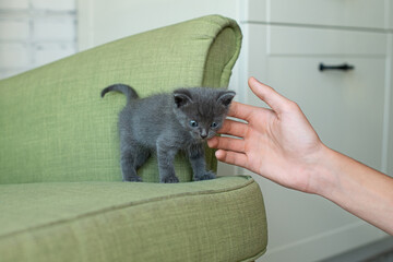 gray cat on a green armchair. Kitten on the furniture. animals in the house.