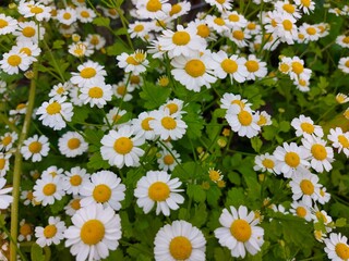 Natural background of many white blooming daisies. High quality photo