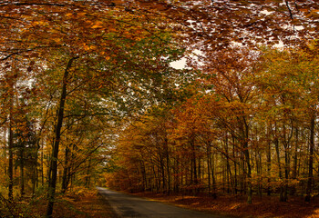 Puszcza Goleniowska, Gollnower Heide	