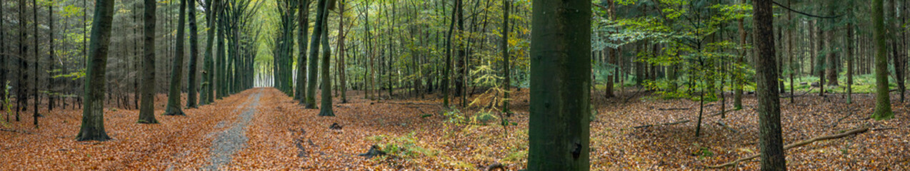 Beech lane. Fall.. Autums. Fall colors. Forest Echten Drenthe Netherlands. Panorama.