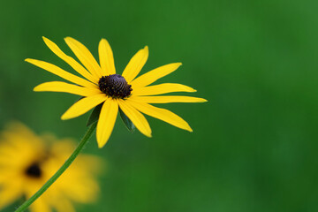gelber Sonnenhut - Rudbeckia fulgida