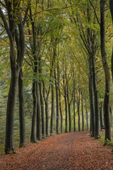 Fototapeta na wymiar Beech lane. Fall.. Autums. Fall colors. Forest Echten Drenthe Netherlands.