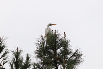 Great Egret bird on top of the big tree and flying looks great ( Ardea alba ) 
