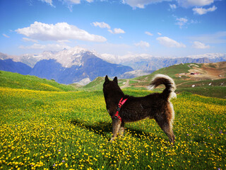 dog in the meadow