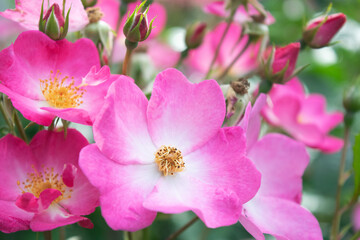 close up of pink roses