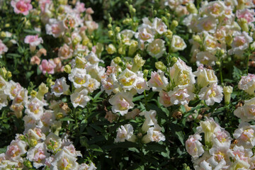 White-yellow flowers. The flowerbed. Floral background