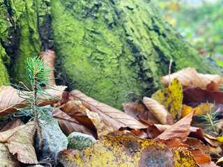 Obraz premium Herbstlaub