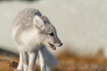 Artic Fox